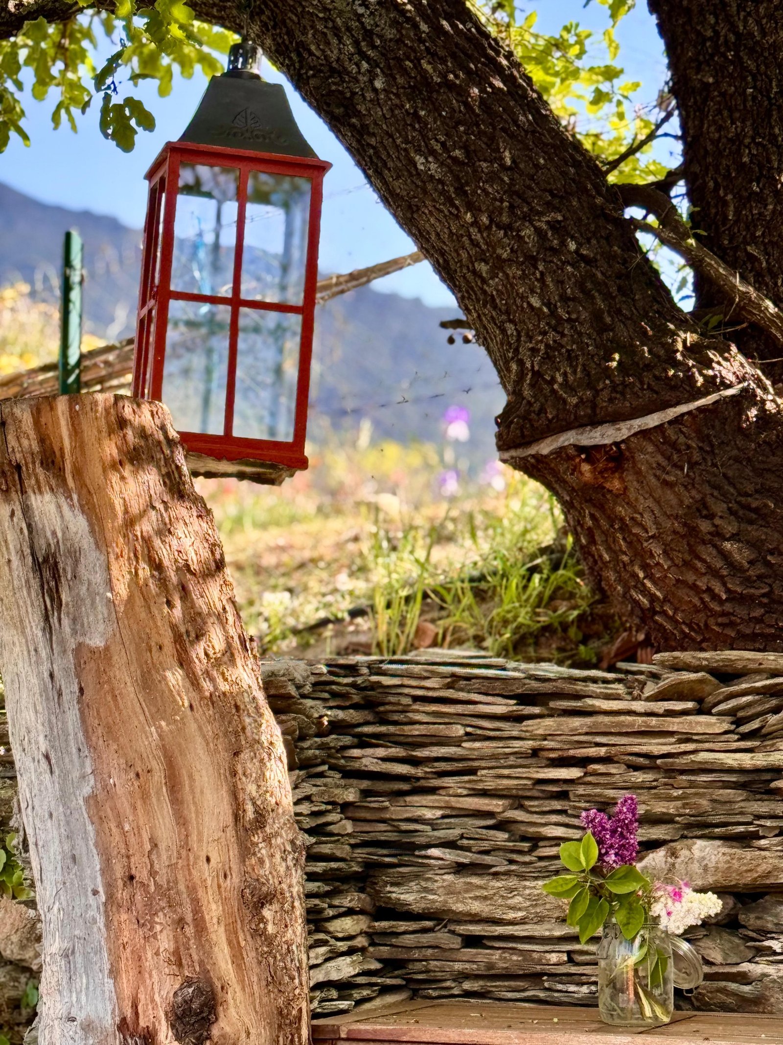 Jardin vue d'ensemble